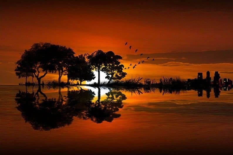 Ảnh nghệ thuật hàng cây và đàn guitar phản chiếu trên mặt nước lúc hoàng hôn, đàn chim bay ngang bầu trời cam.